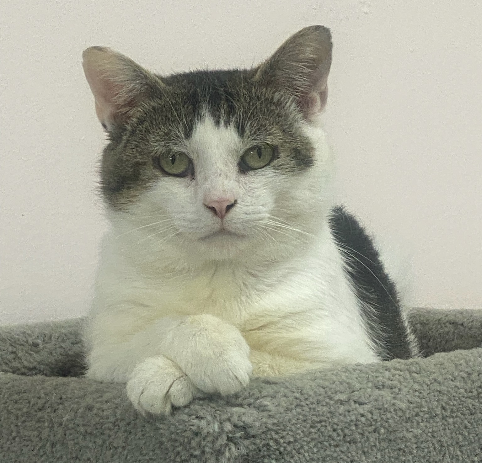 Beautiful Cat