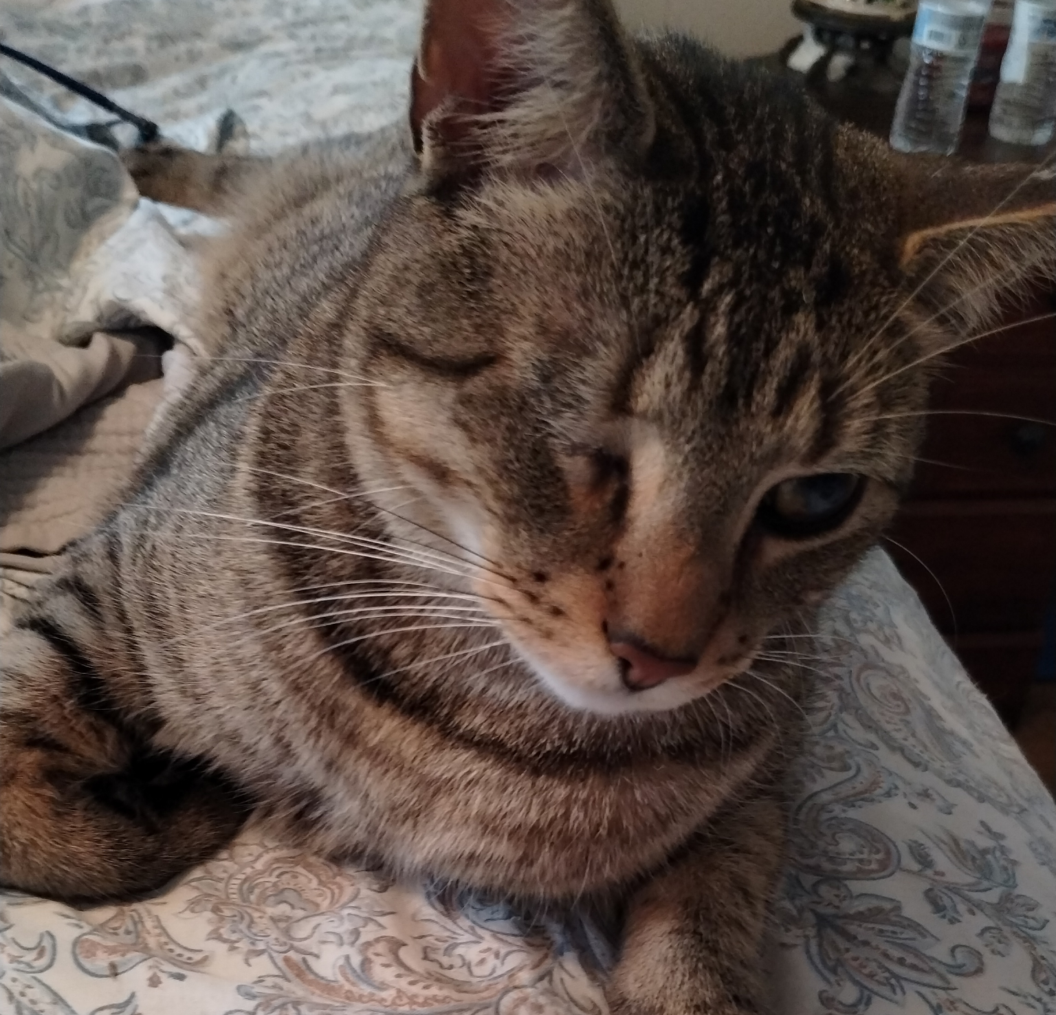 Brown Cat